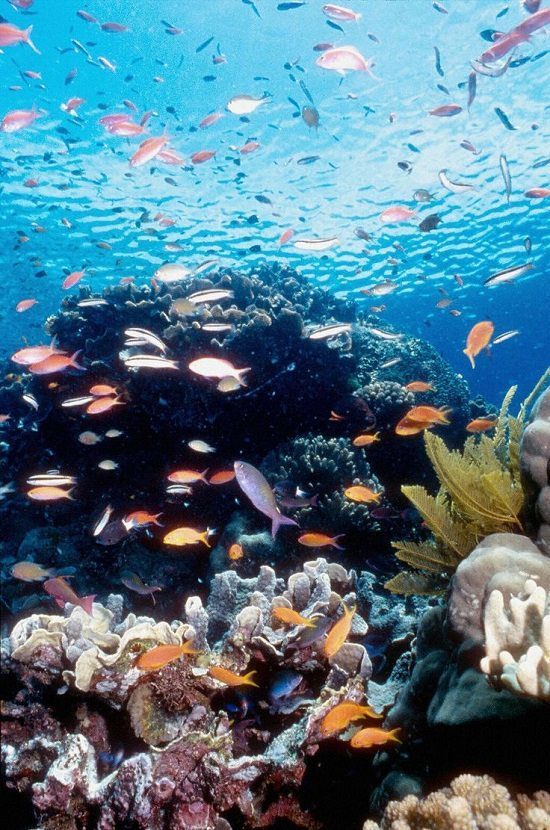 Great Barrier Reef on Jessica Zoob's travel bucket list