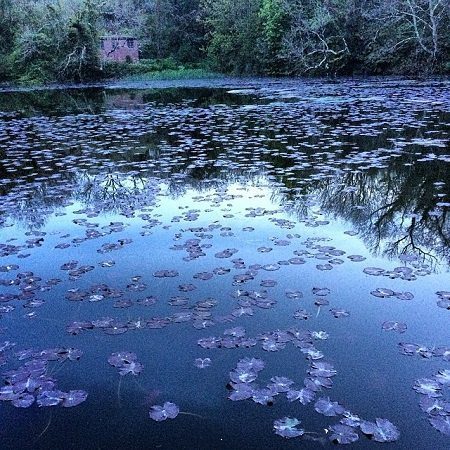 Magical lilies at Stackpole