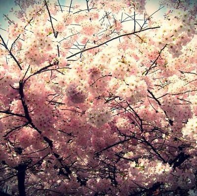 #PerfectPicture of Cherry Blossoms Artsyforager